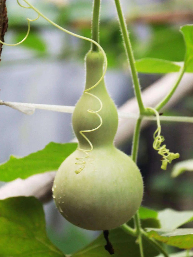 Small Waist Gourd