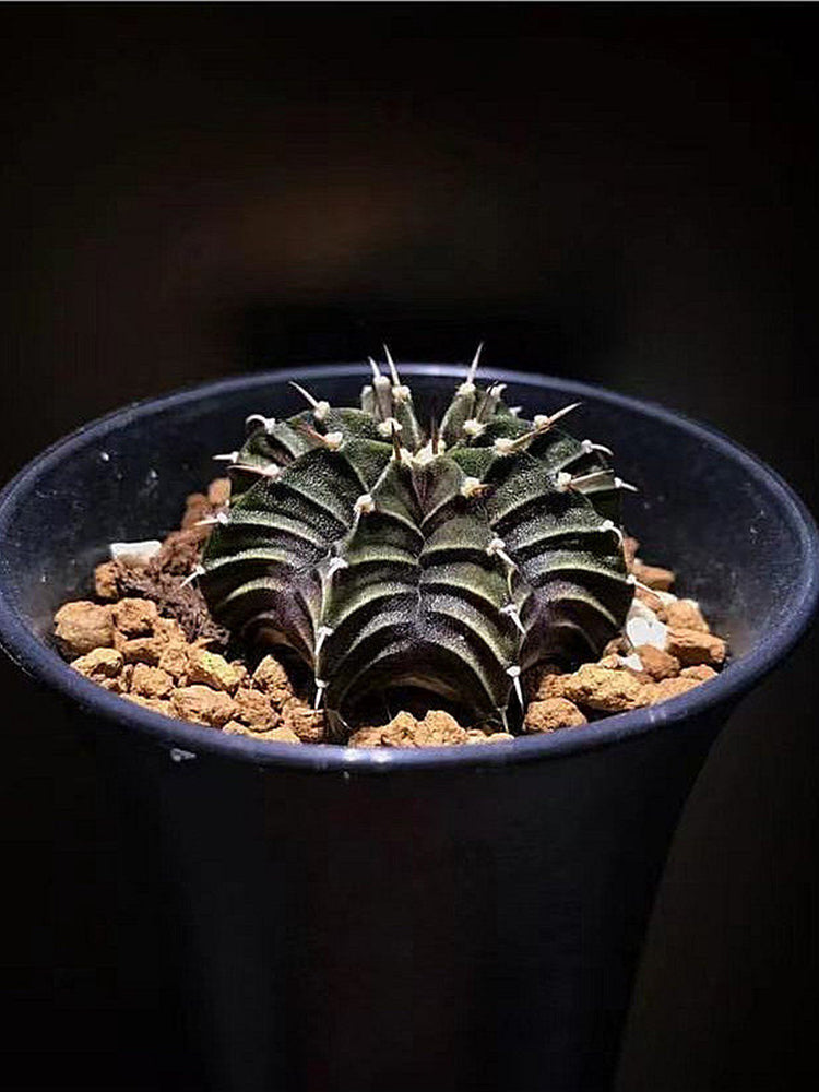 Gymnocalycium hybrid 'Rib Peony'