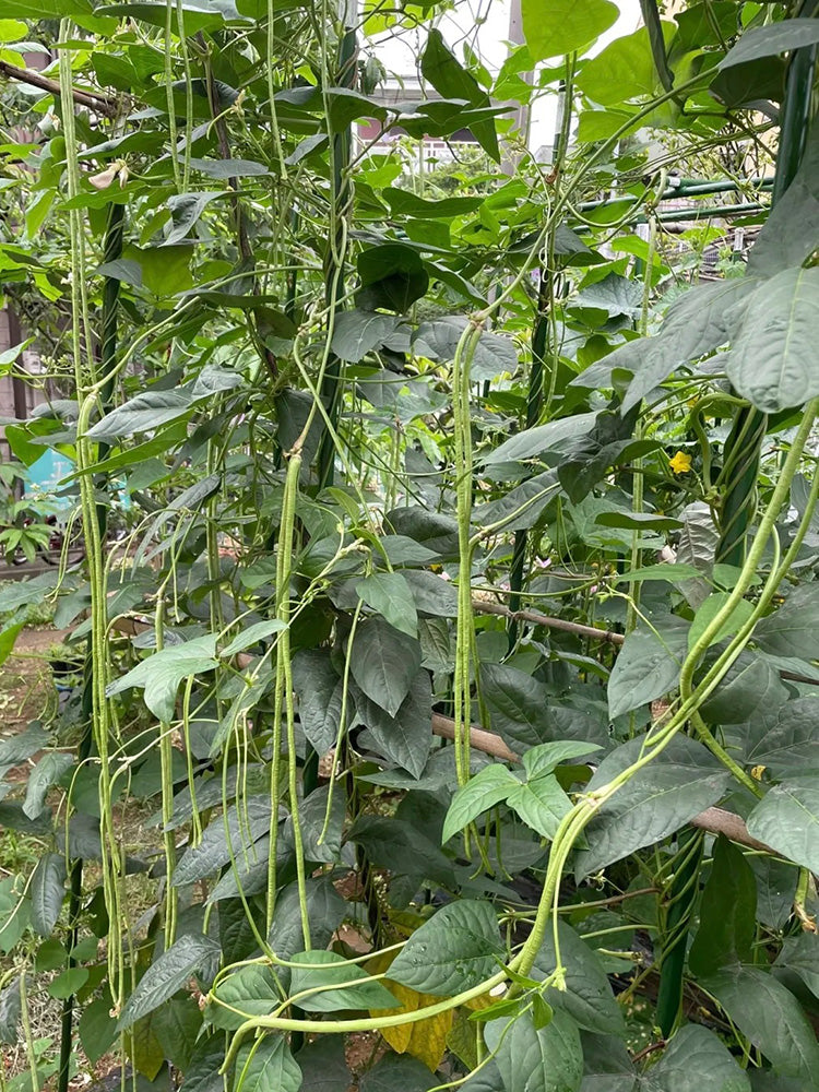 Heimei No. 1 Cowpea