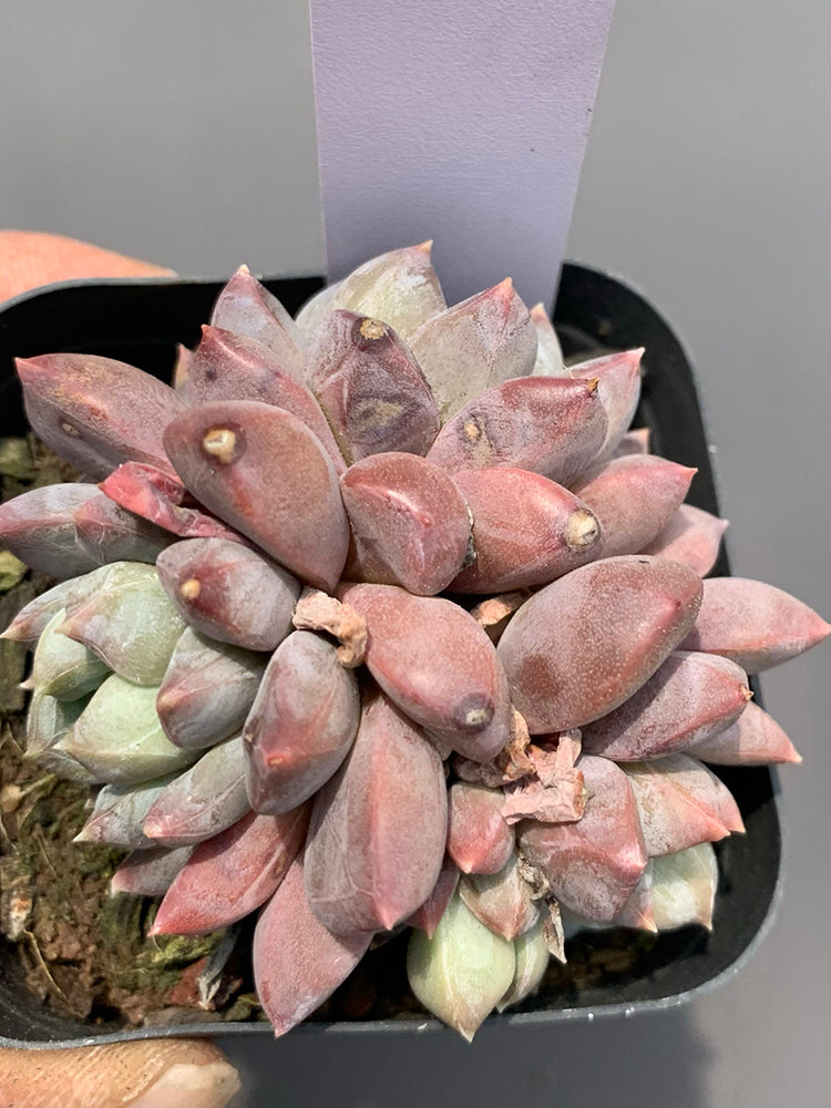 Echeveria cv. 'Illusion'