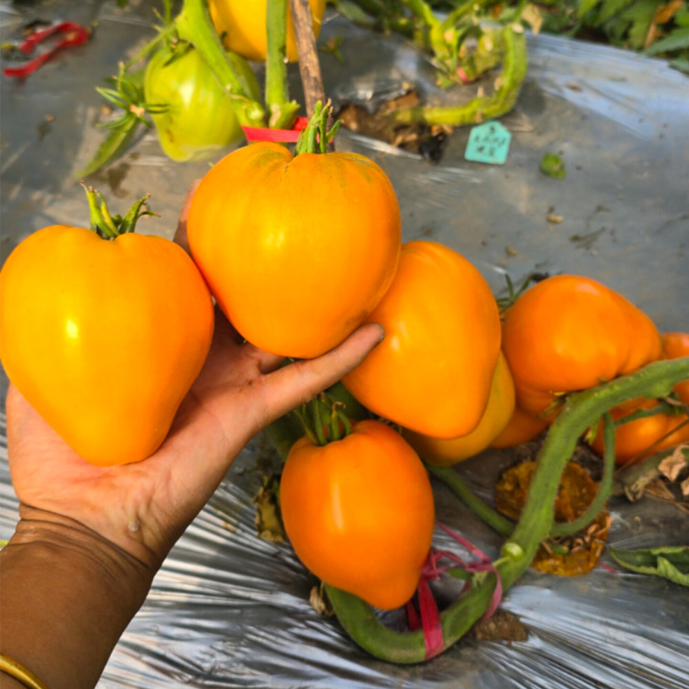 681 Kezula 100 Tomato