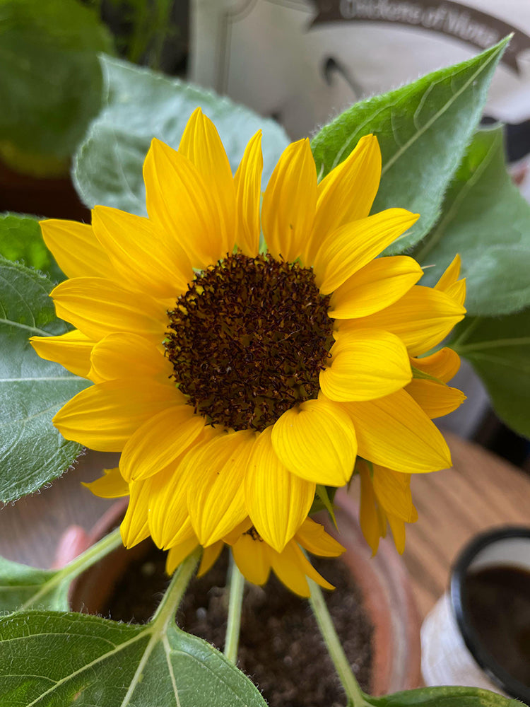 Bonsai Sunflowers