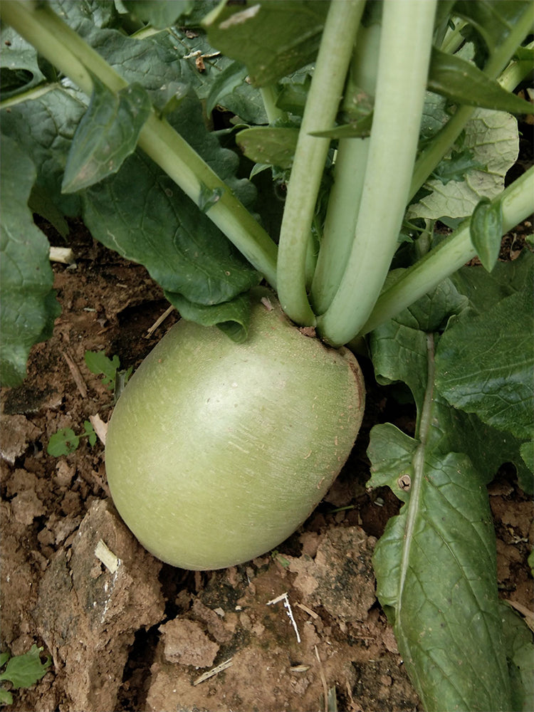 Xinlimei Radish