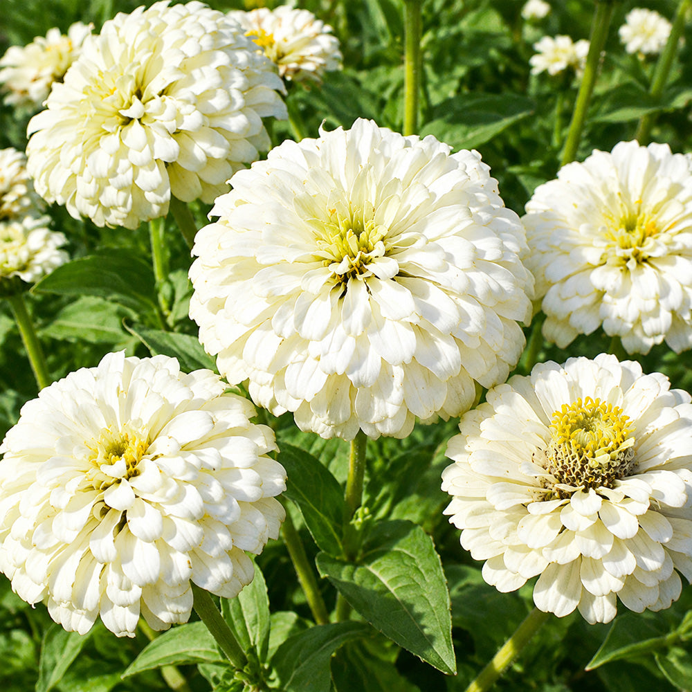W1350 Large-Flowered White Zinnia