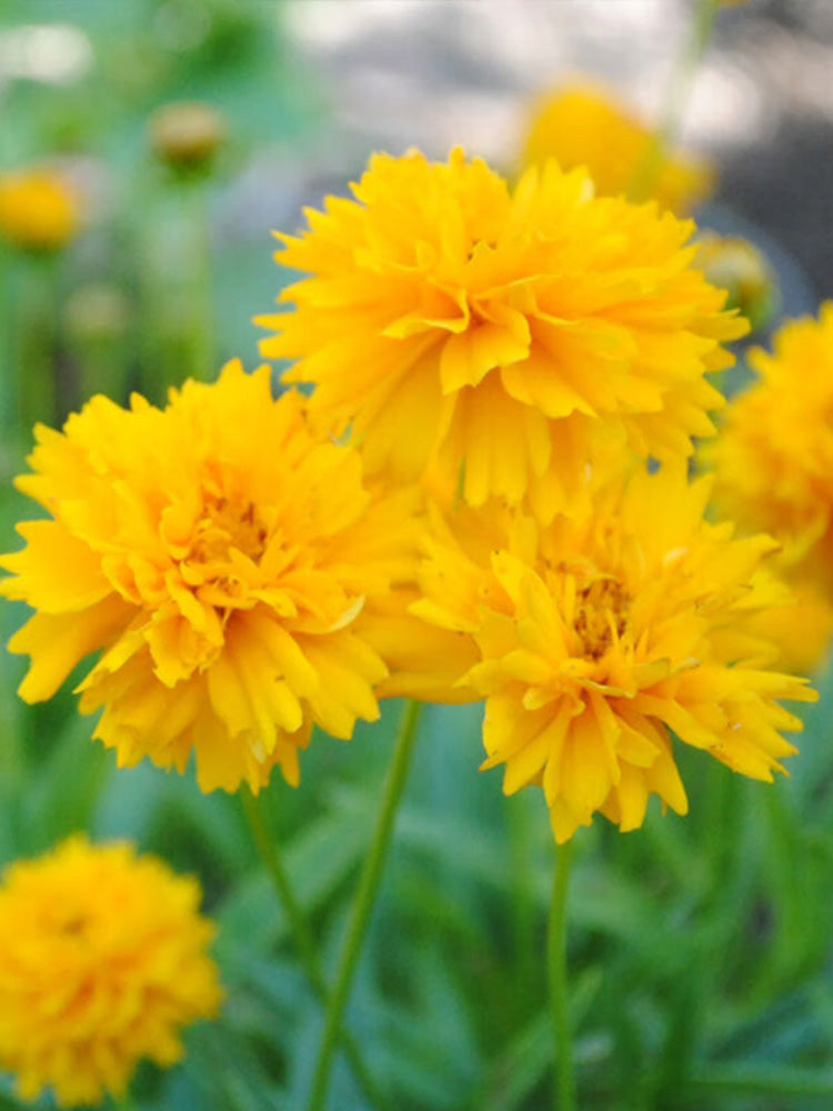 Large-Flowered Tickseed