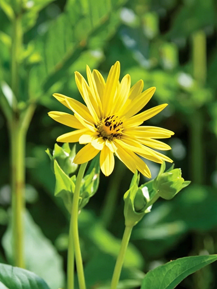 Cup Plant
