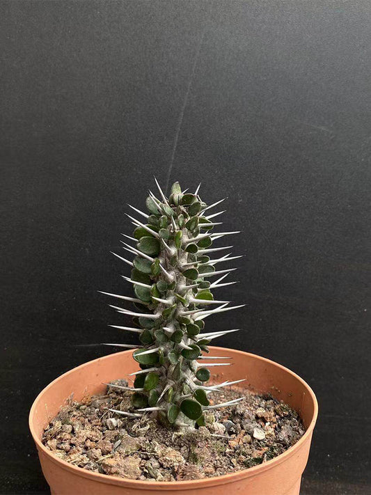 Alluaudia montagnacii