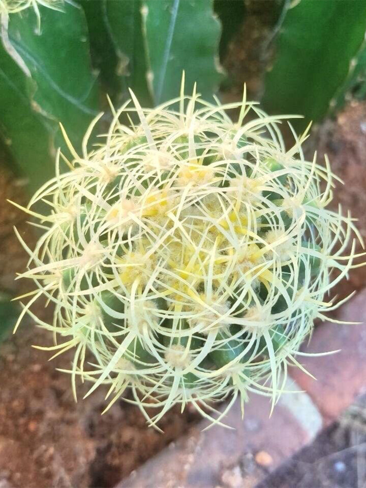 Kroenleinia grusonii 'Intertextus'