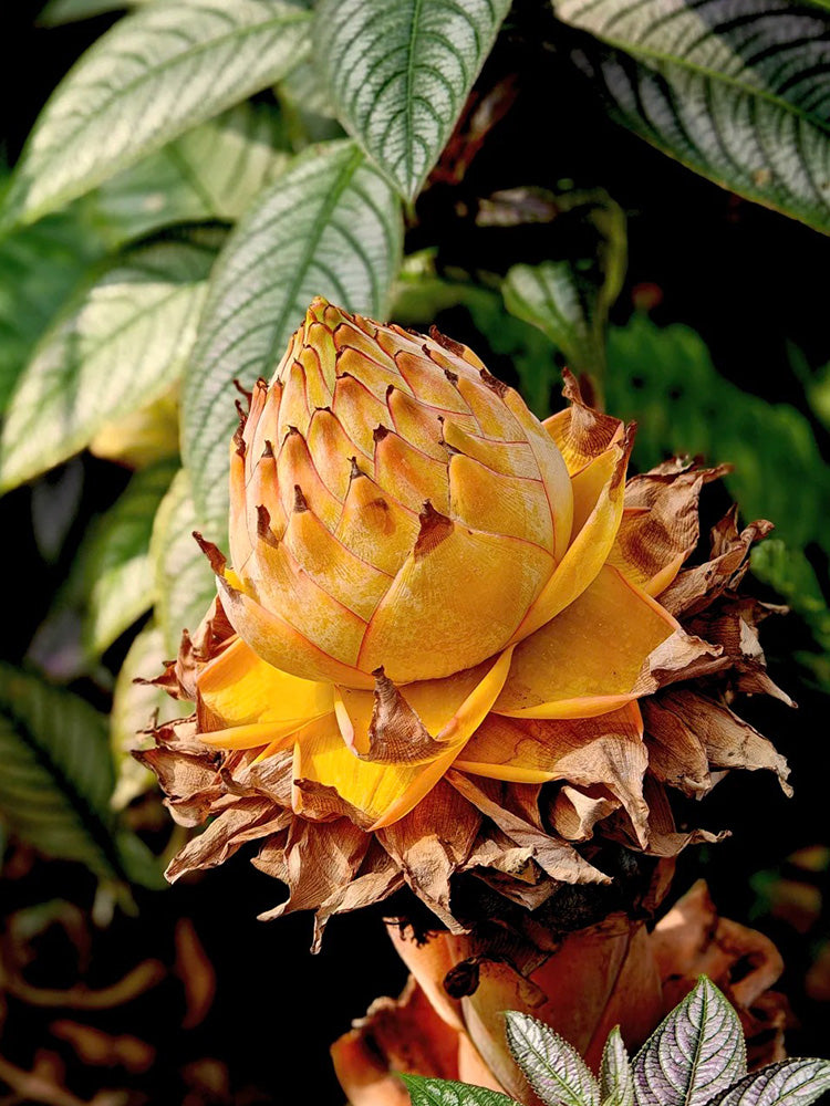 Ground Burst Golden Lotus