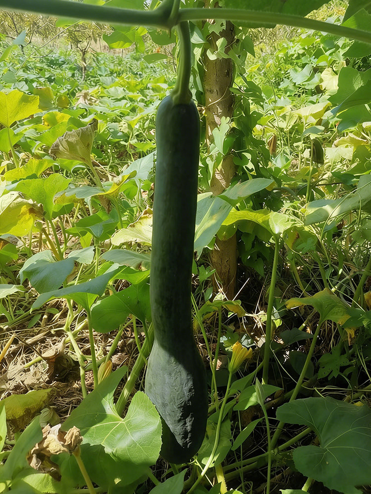Black Oxleg Black Honey Pumpkin