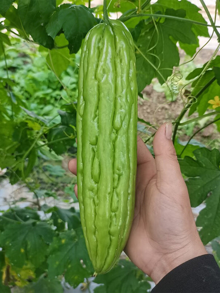 'Jiemei No.3' Bitter Gourd