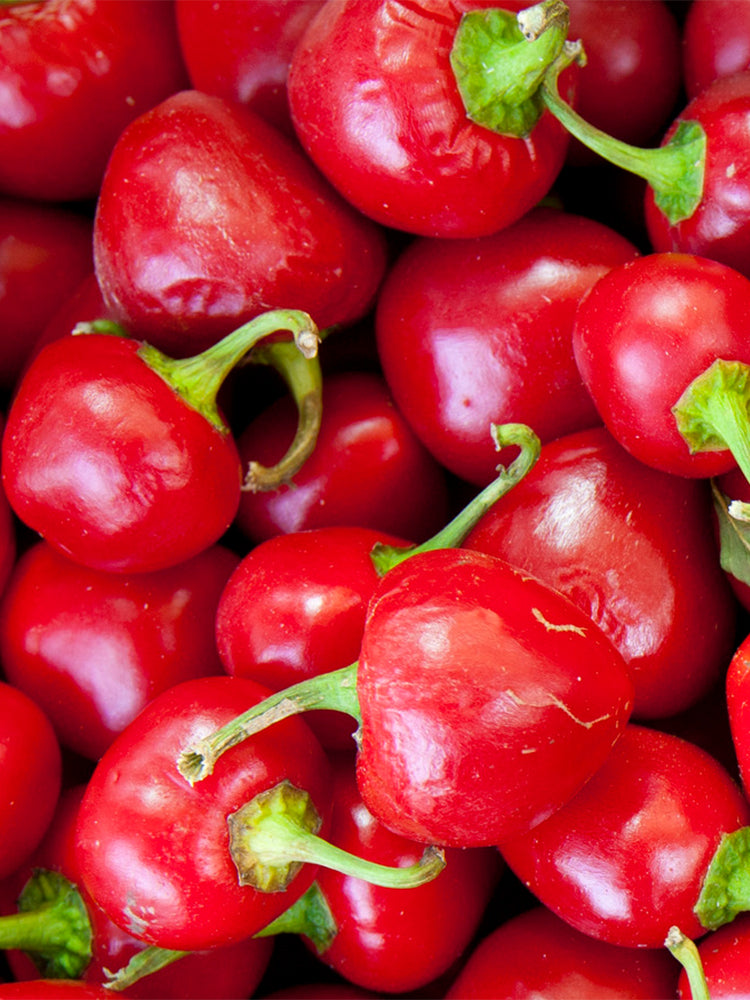 Jinjiao Hongtanzi Chili Pepper