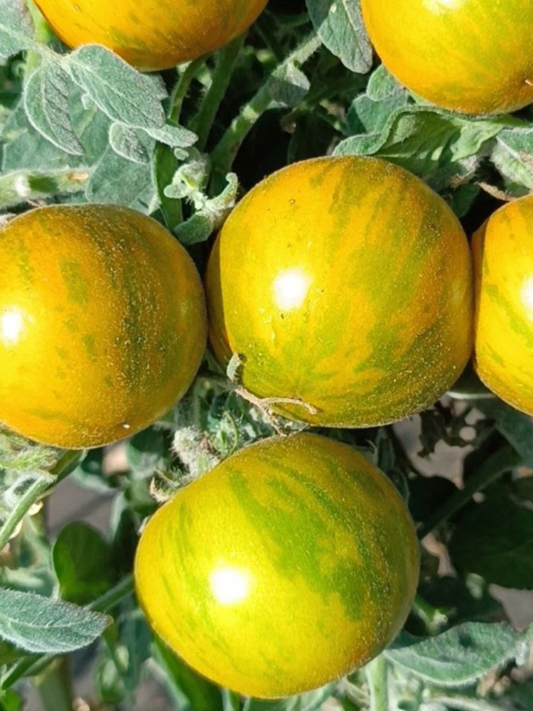 Sandy-Fleshed Cherry Tomato