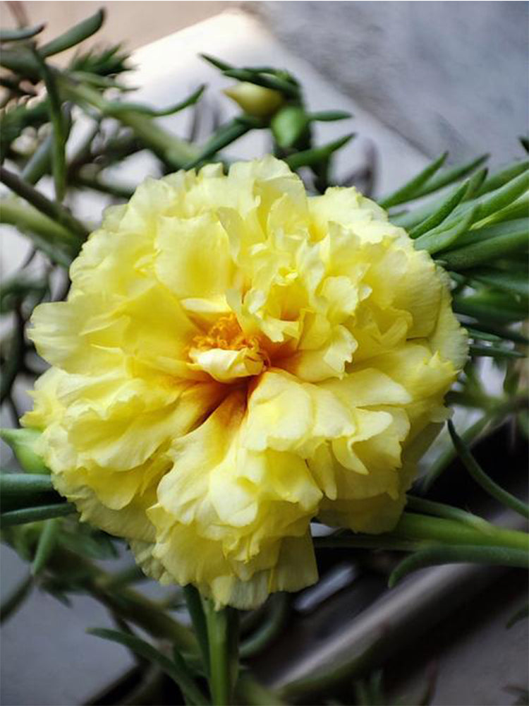 Hezhichun Yellow Moss-Rose Purslane