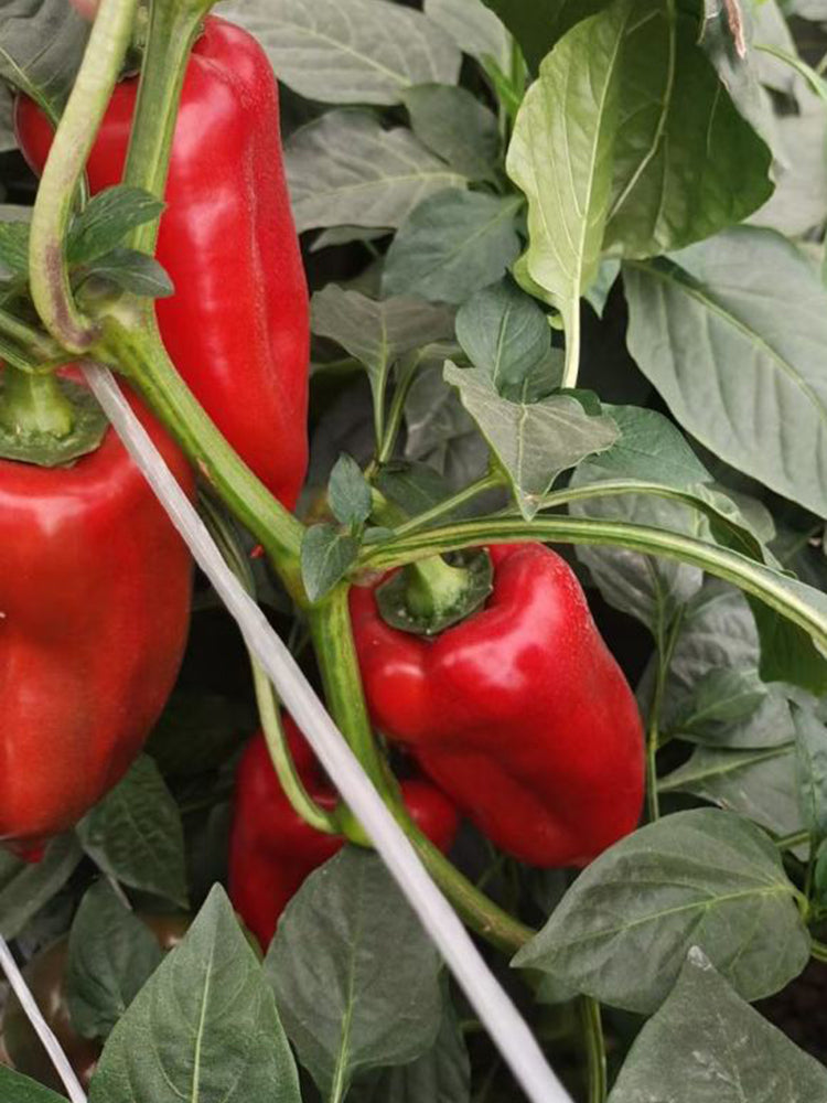 Conical Red Sweet Pepper