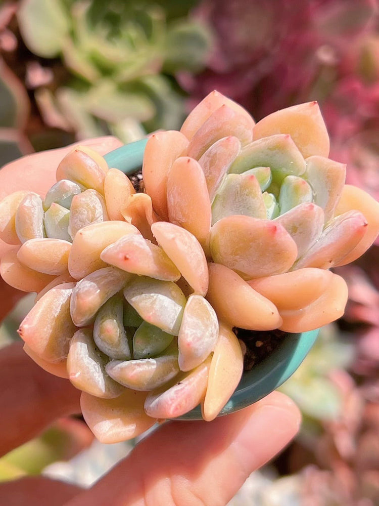 Echeveria cv. 'Snow of Dreams'