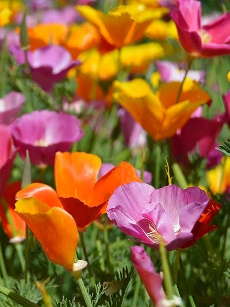 Mixed Colour California Poppy