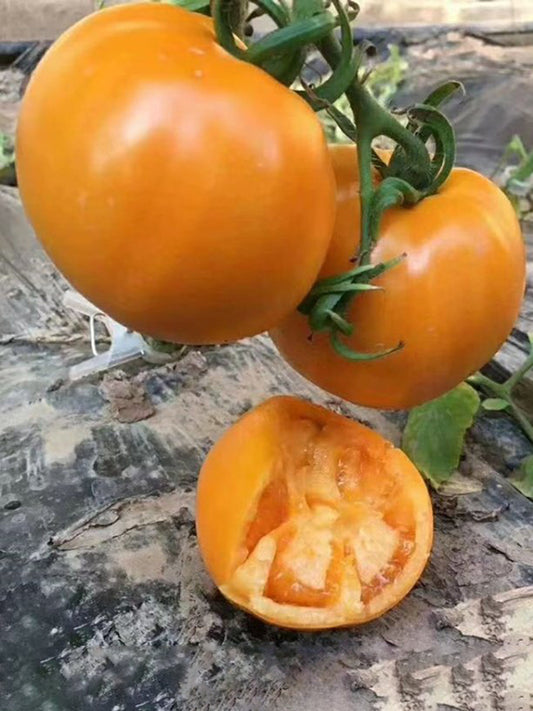 'Golden Apple' Big Yellow Tomato
