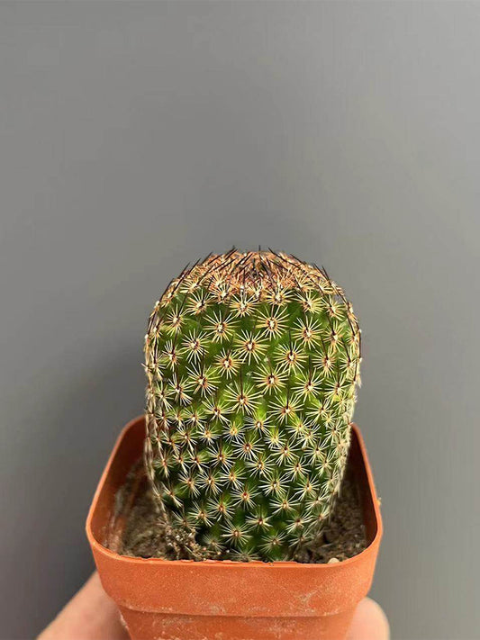 Mammillaria matudae