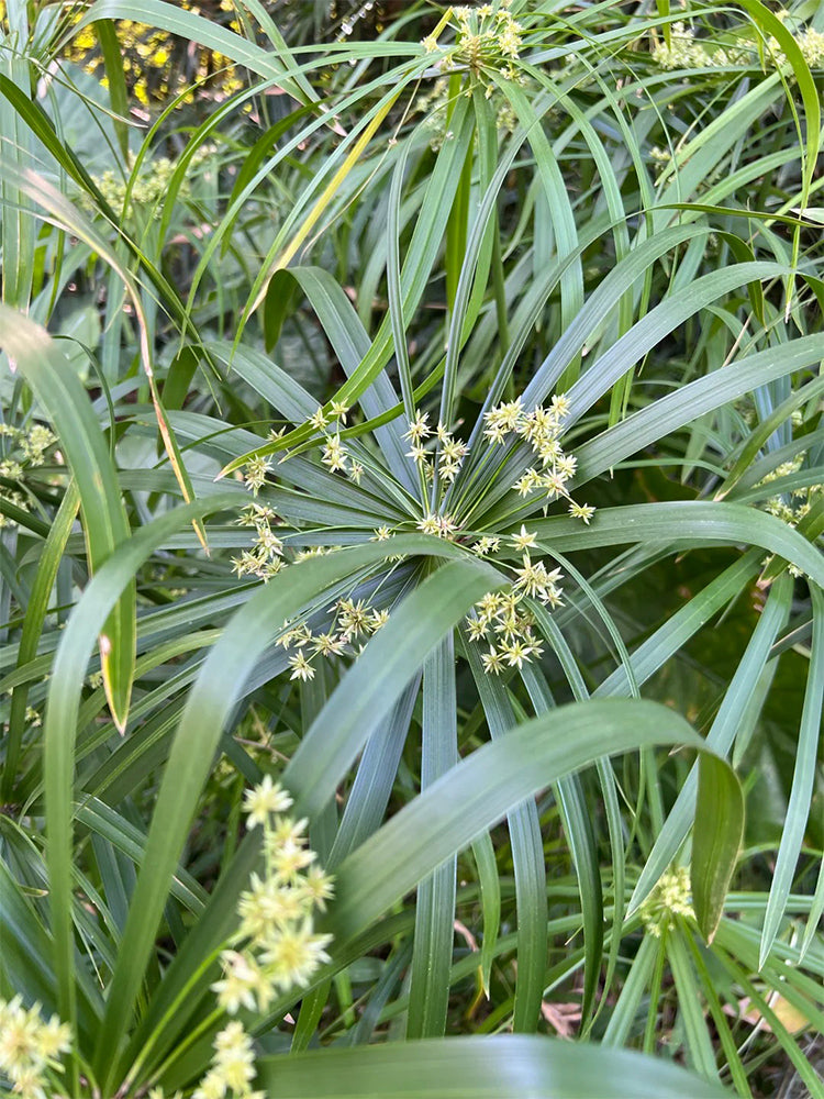 Umbrella Sedge