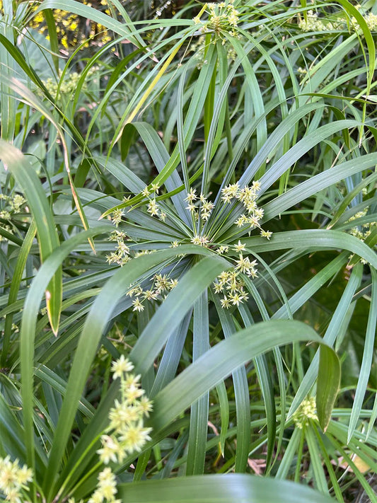 Umbrella Sedge