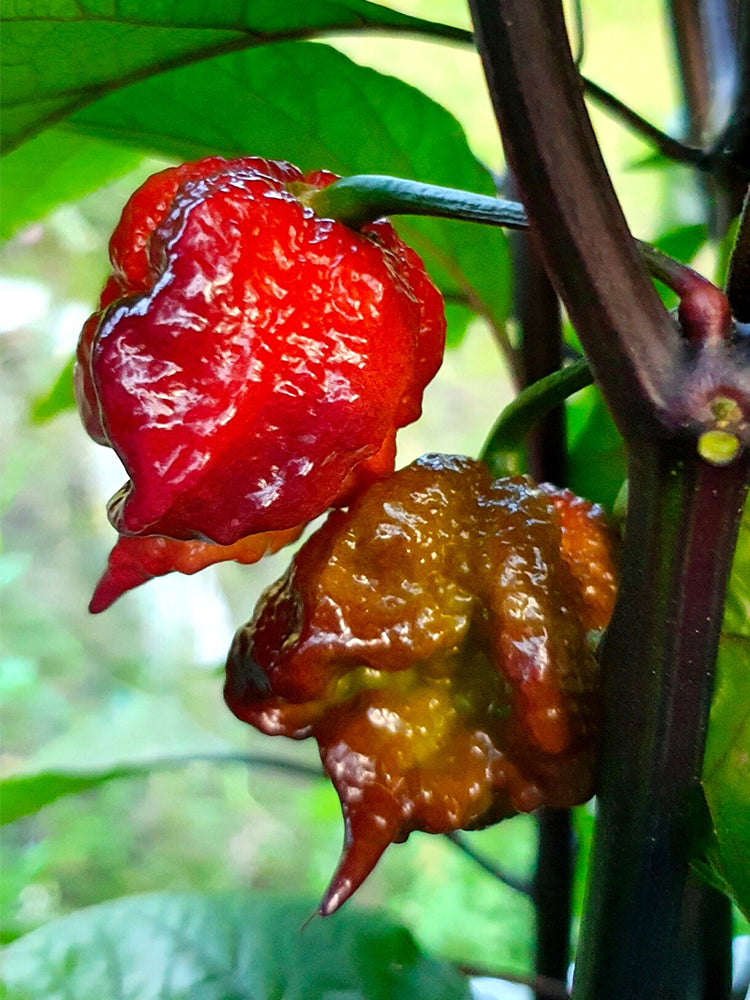 Purple Gator Jigsaw Ghost Pepper
