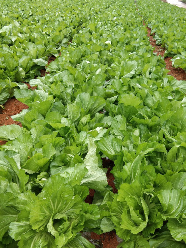 Jinlei Mustard Cabbage