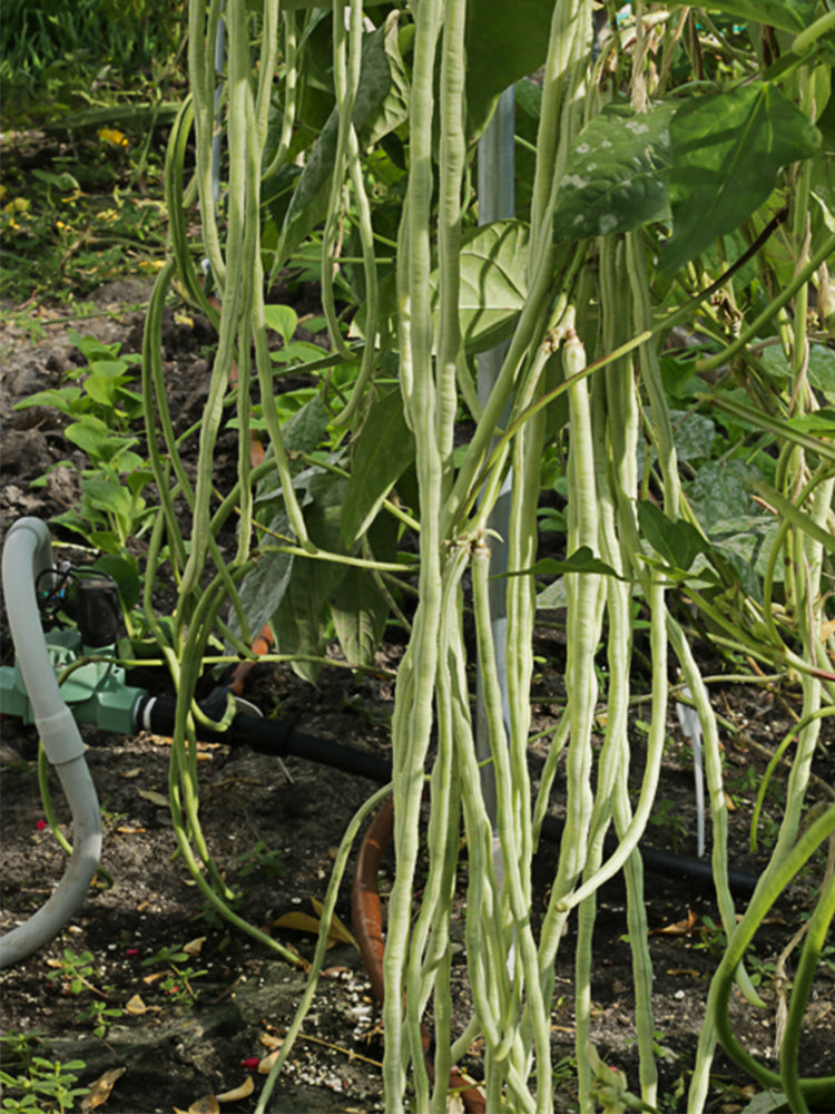 'Jiemei' Tianzhu White Long Bean