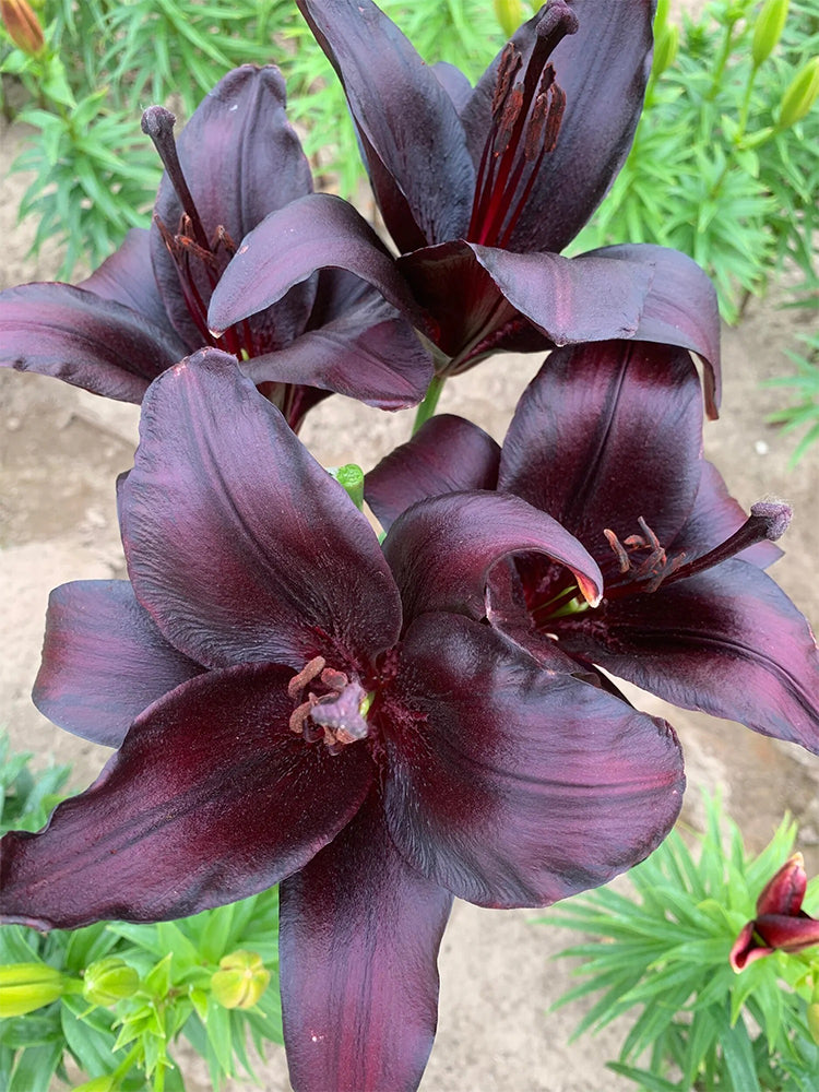 Lilium 'Black Knight'