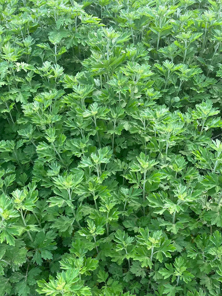 Fragrant Artemisia