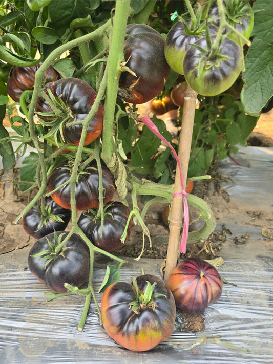 1050 Black Beauty Tomato