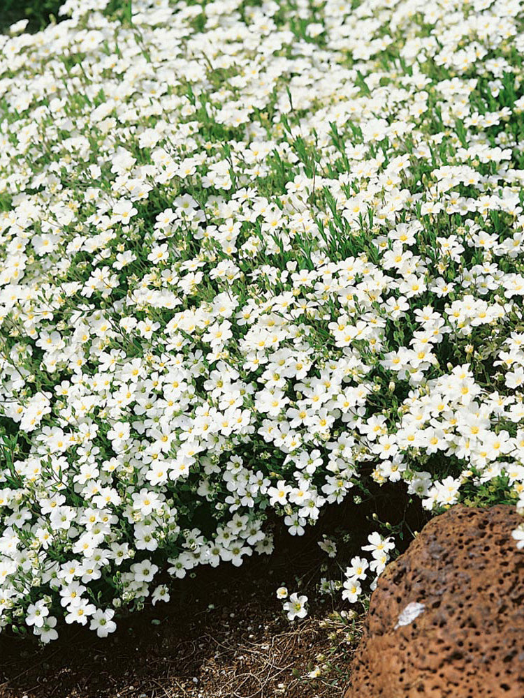 Mountain Sandwort