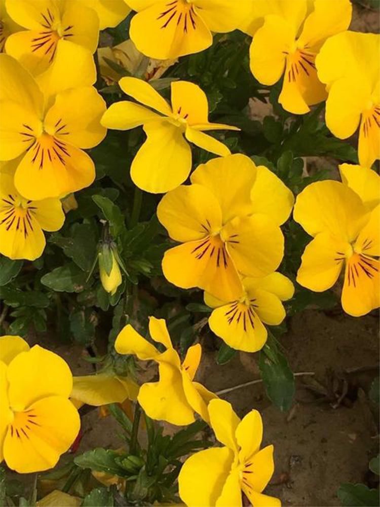 Hezhichun Pansy 'Late Autumn'