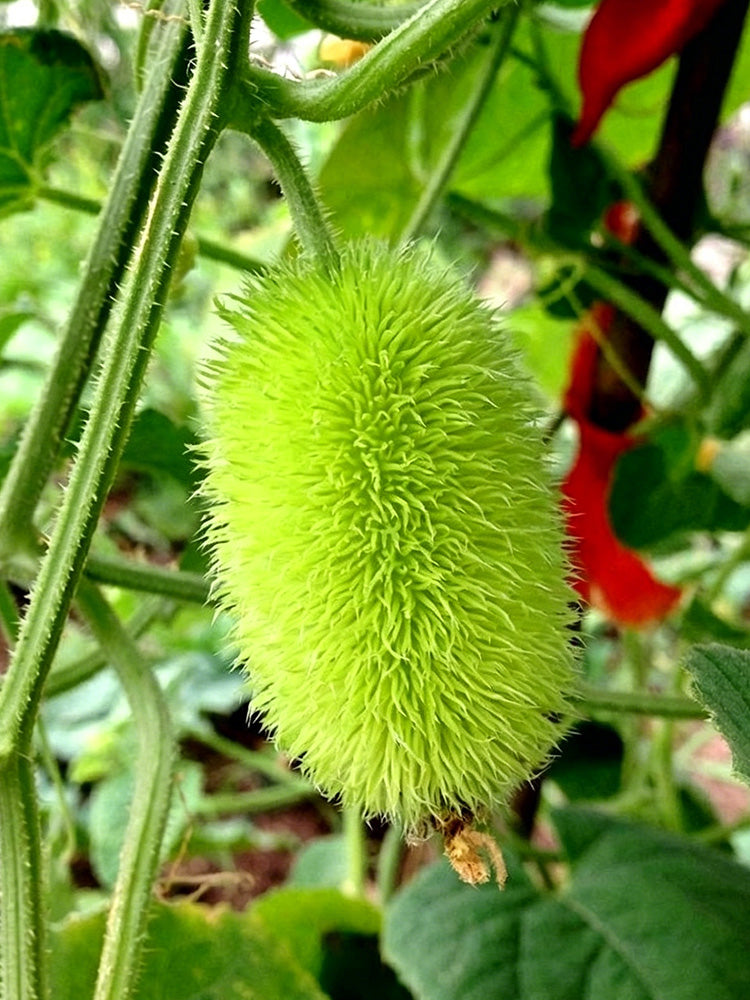 Little Hedgehog Cucumber