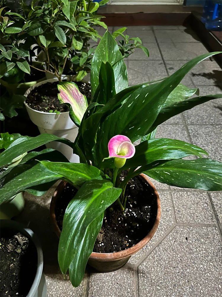 'Dreamland' Calla Lily