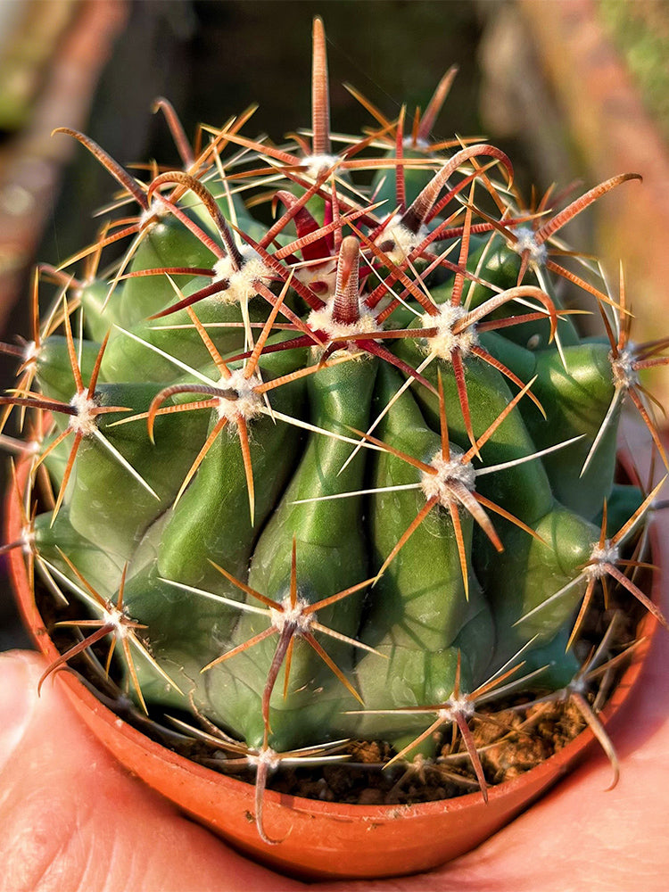 Ferocactus peninsulae