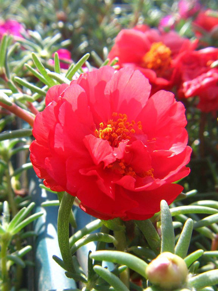 Hezhichun Red Moss-Rose Purslane