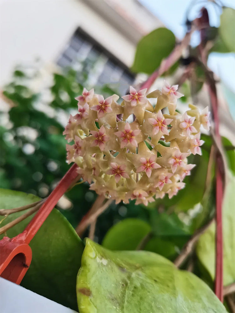Hoya balaensis Unrooted Stem Cuttings