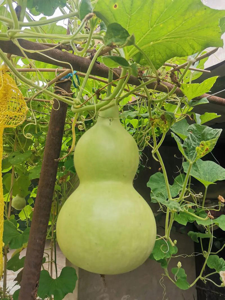 Extra-Large Bottle Gourd