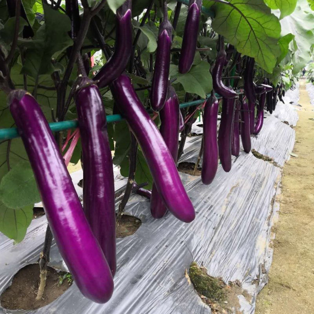 W963 Red Gold Purple-Red Long Eggplant