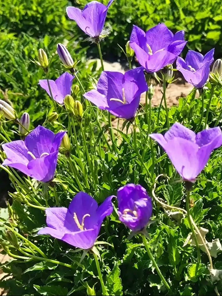 Tufted Bellflower