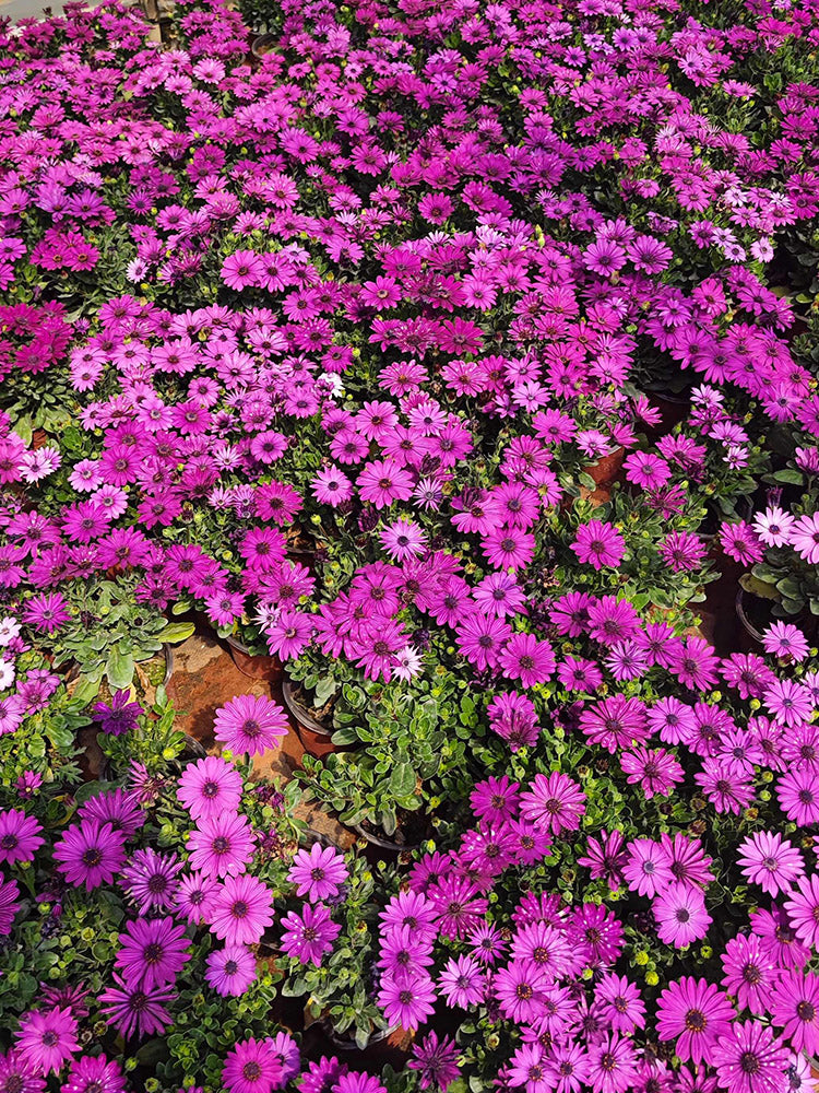 Purplel African Daisy
