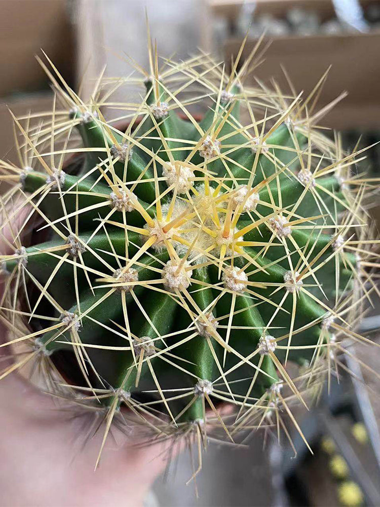 Ferocactus schwarzii
