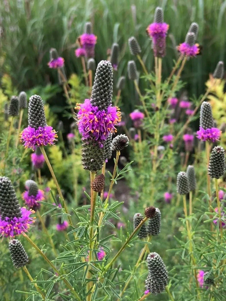 Purple Prairie Clover