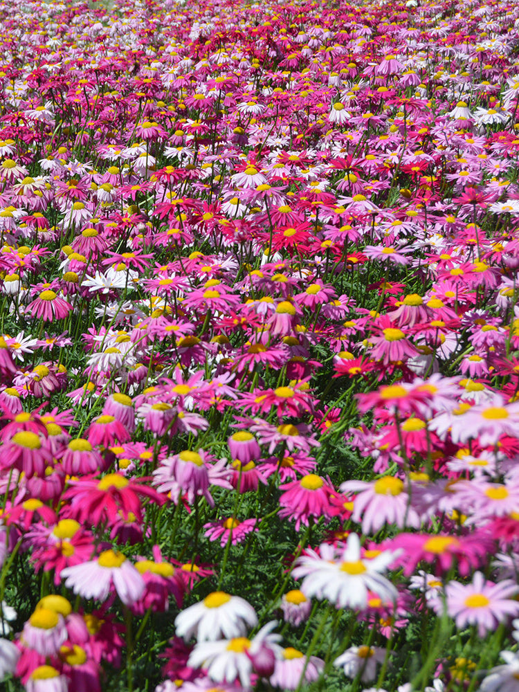 Pyrethrum