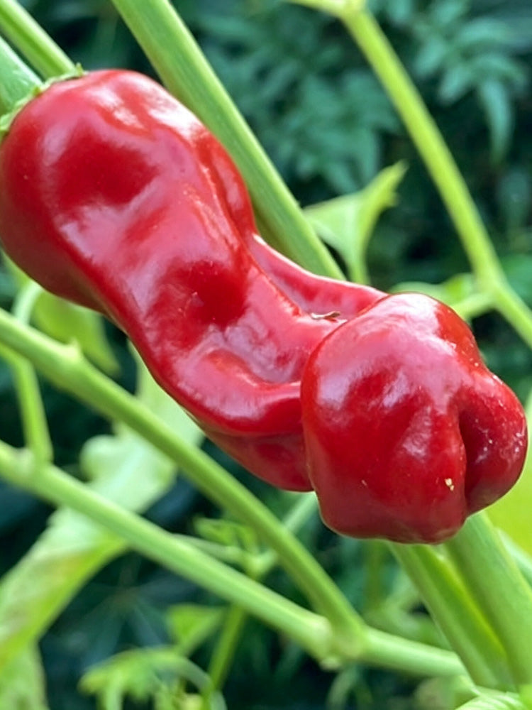 Red Peter Pepper