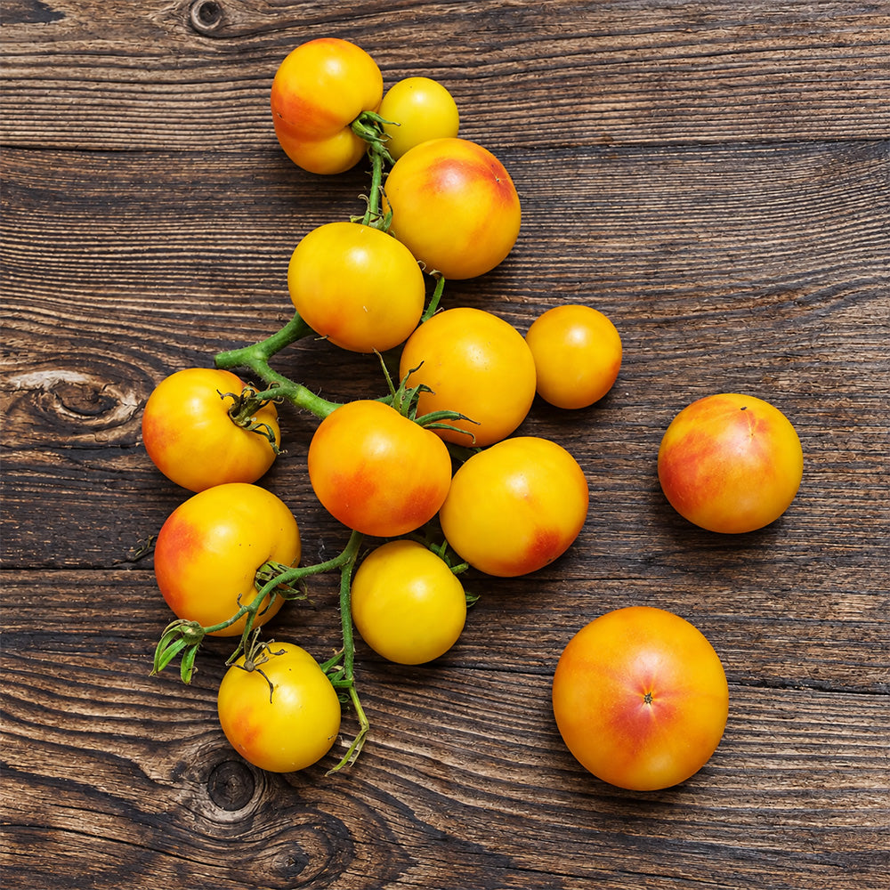404 Little Sunburst Tomato