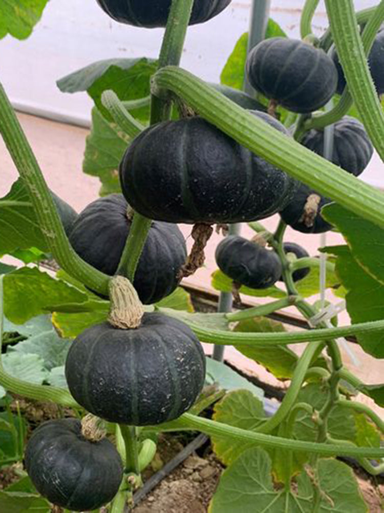 Zhongbei No.2 Pumpkin