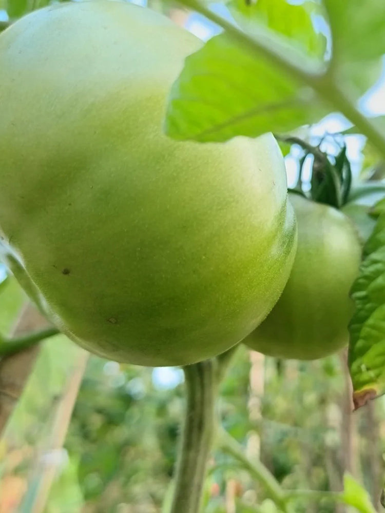 Pink Brandywine Tomato