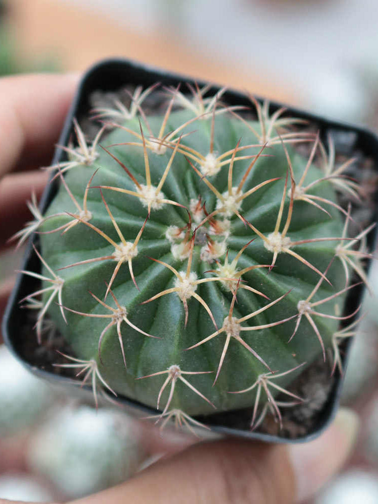 Melocactus amoenus